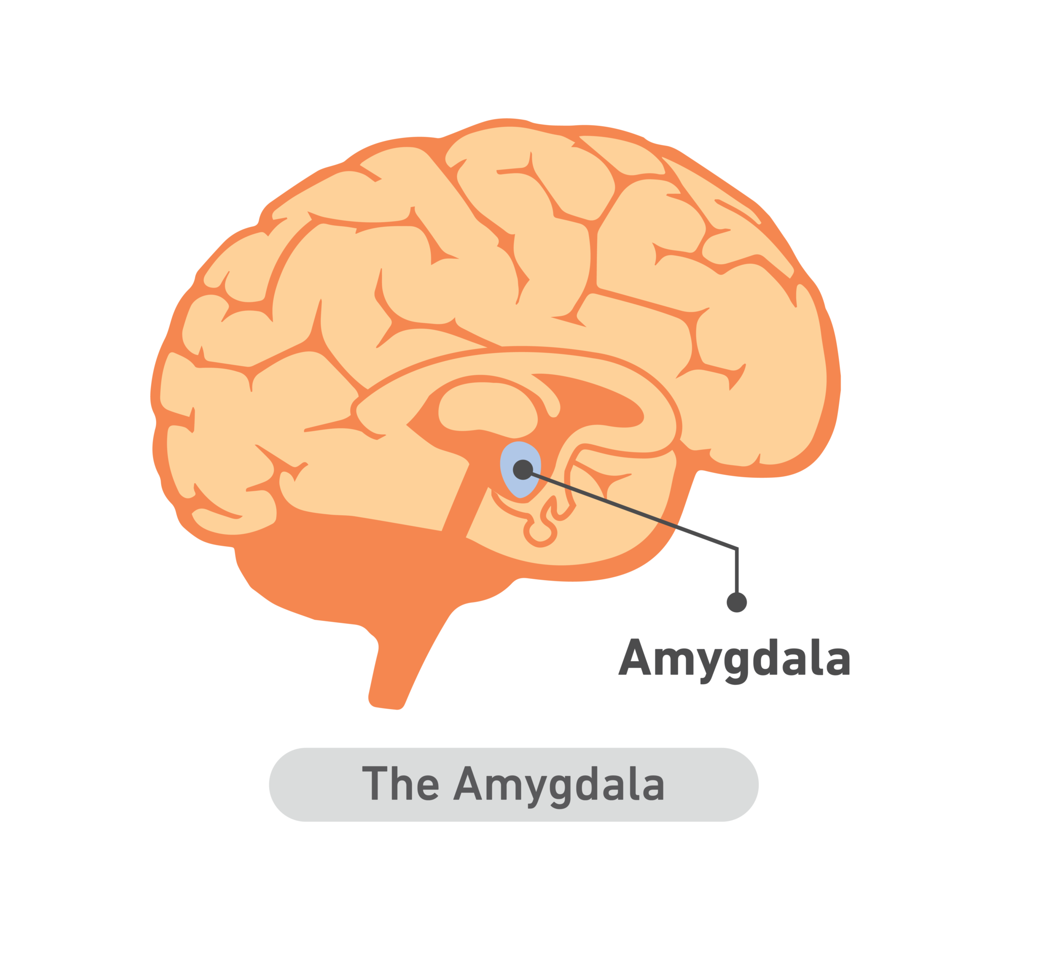 The amygdala The Field Guide