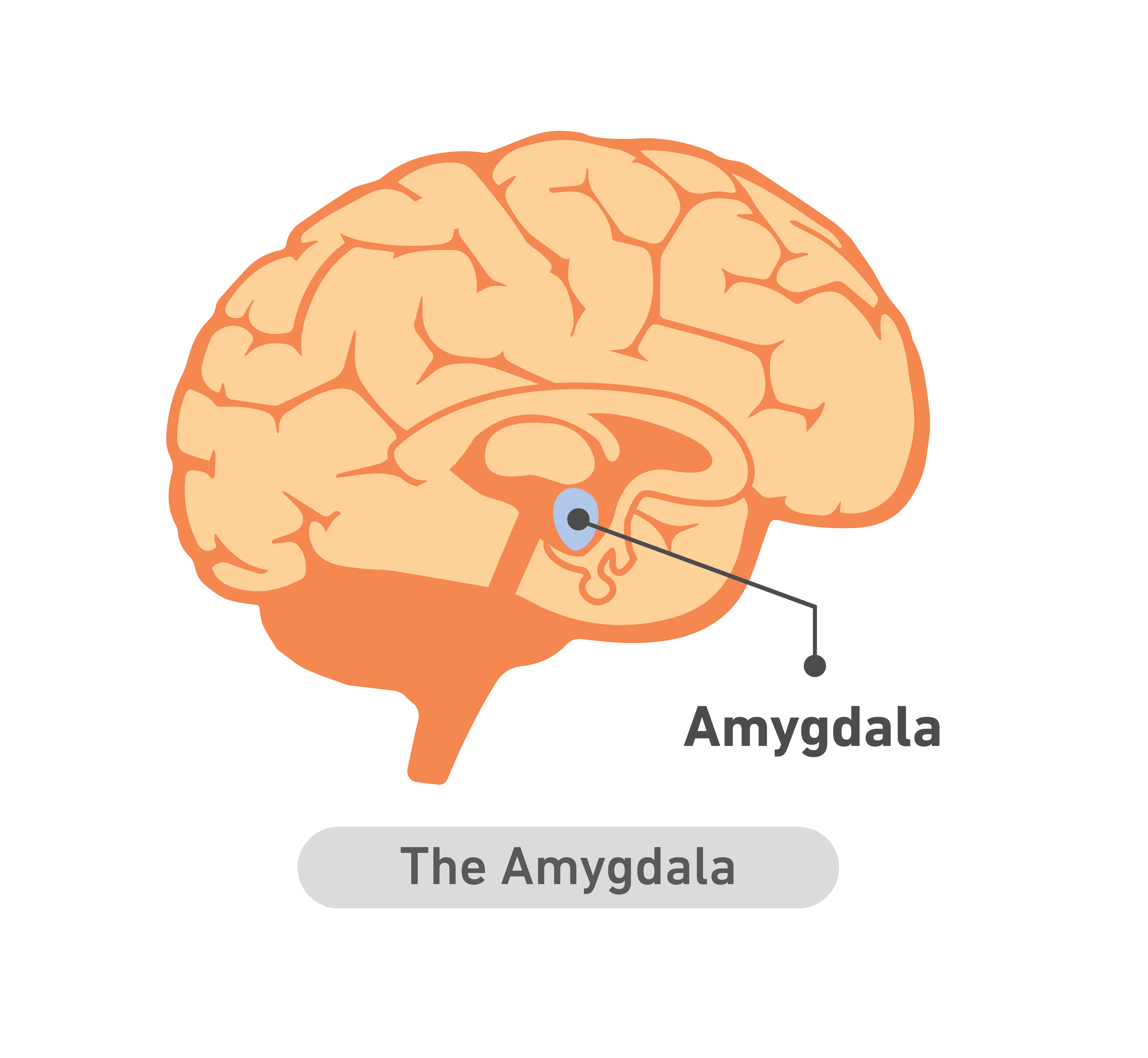 The amygdala The Field Guide