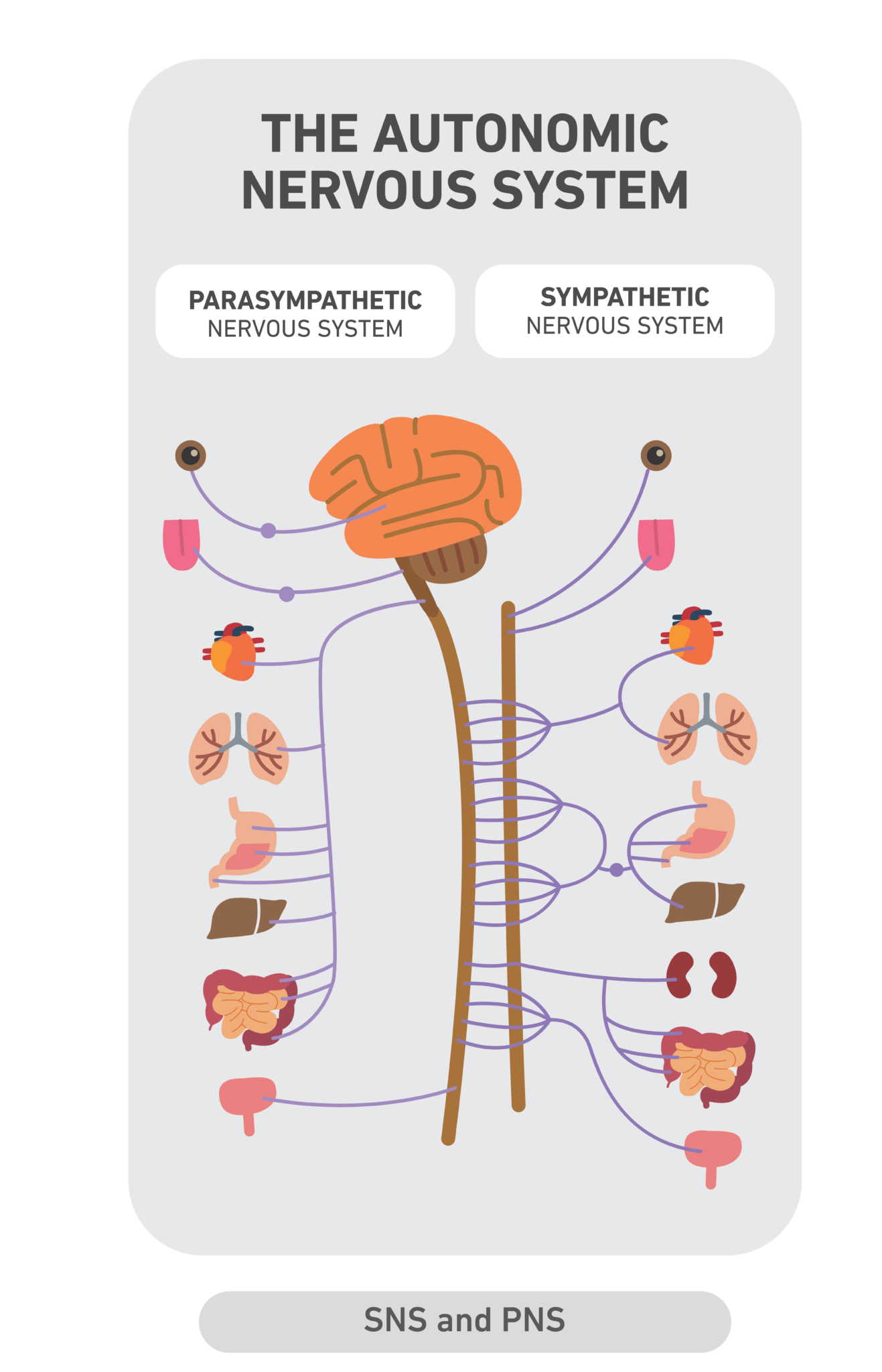 The Autonomic Nervous System The Field Guide